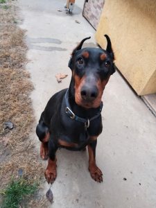 Dobermann-Hündin GALA