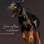 Externe - Dobermann-Rüde JACK