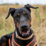 Externe - Dobermann-Rüde SCOOBY