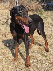 Dobermann-Hündin LARISSA