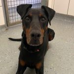 Externe - Dobermann-Rüde BRONCO