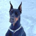 Externe - Dobermann-Rüde JOKER