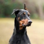 Externe - Dobermann-Rüde ZORBA