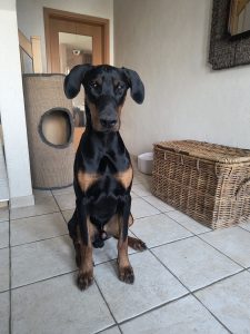 Dobermann-Rüde LUKASS