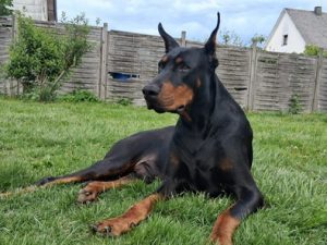 Dobermann-Rüde ALBERT