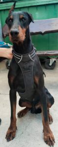 Dobermann-Rüde BARNEY