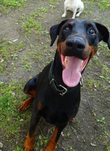 Dobermann-Rüde HADES
