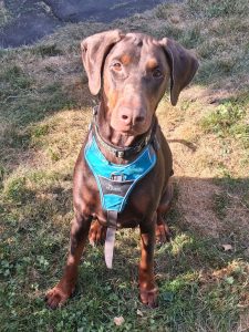 Dobermann-Hündin PEACH PIE